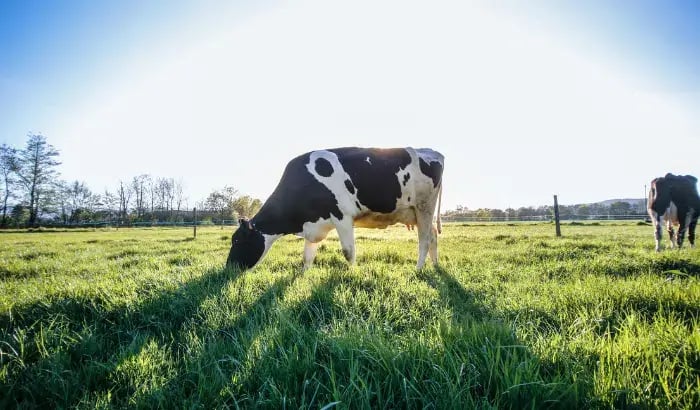 cows